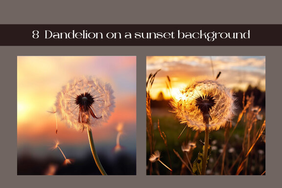 Dandelion on a sunset background