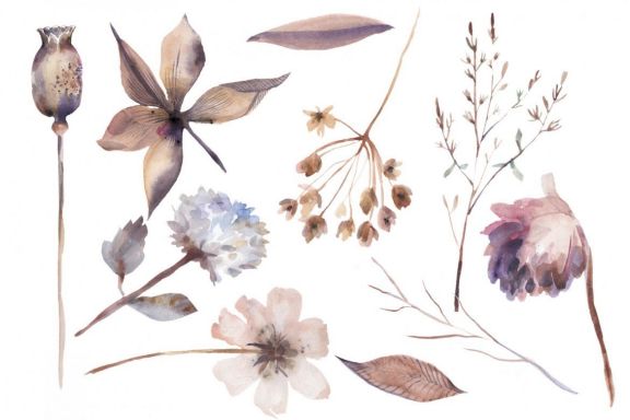 Watercolor dried plants